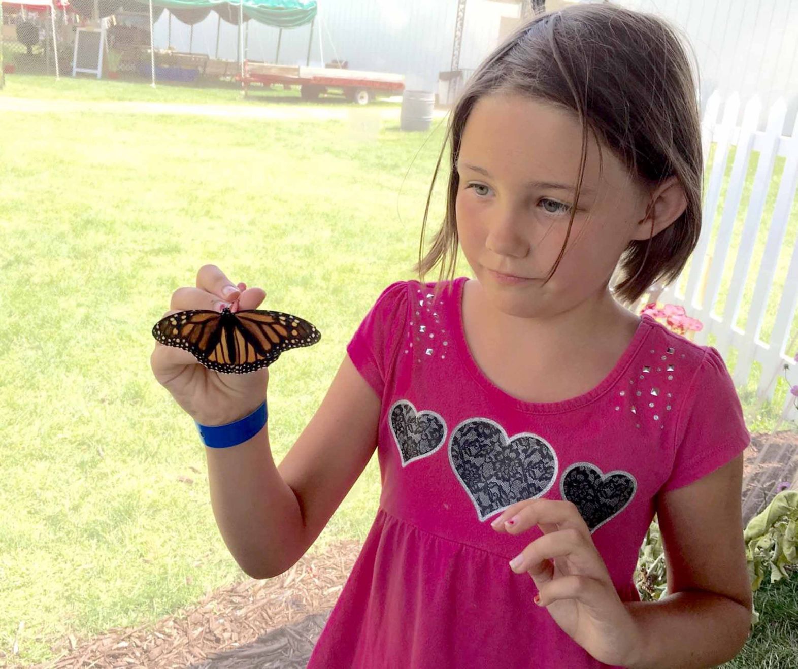 Butterfly wonder